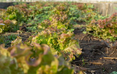 Close-up of plant growing on field
