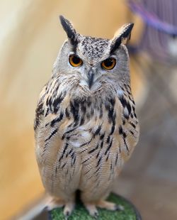 Close-up portrait of owl