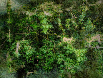 Full frame shot of trees growing in forest