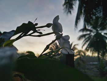 Close-up of toy on tree against sky during sunset