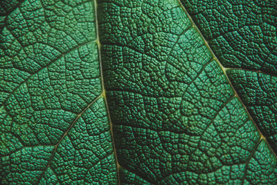 Full frame shot of leaf