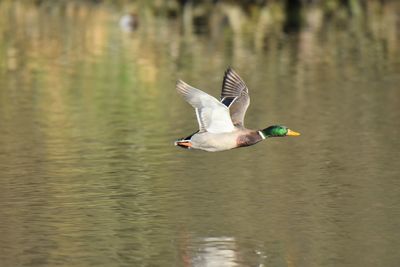 Duck flying over lake