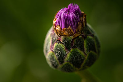 Close-up of purple flower bud