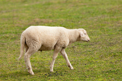 Full length of sheep walking on field