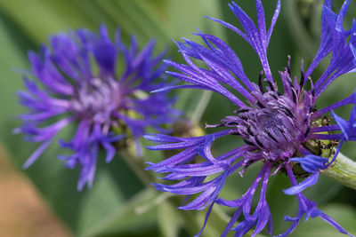 Close up of perennial cornflowers in bloom