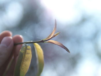 Close-up of hand holding plant