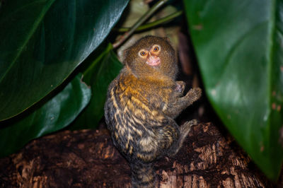 Close-up of a marmoset