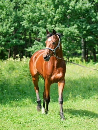 Horse on field