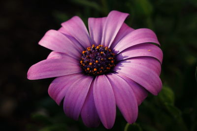 Close-up of osteospermum blooming outdoors