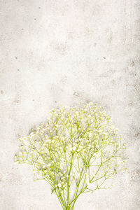 Creative banner with fresh white baby's breath flower