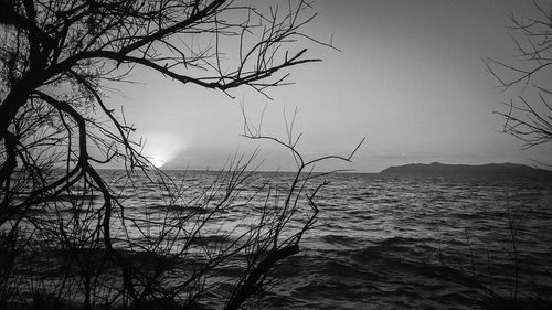 Silhouette bare tree by sea against clear sky