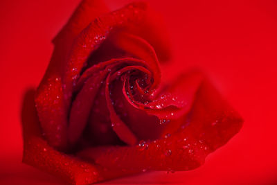 Close-up of wet red rose