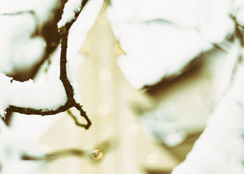 Close-up of snow on tree during winter