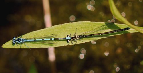 Close-up of grass