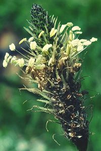 Close-up of plant against blurred background