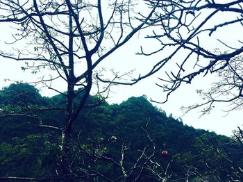 Low angle view of tree against sky