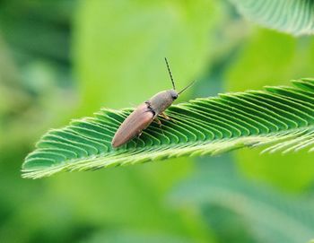 Close-up of butterfly on leaf