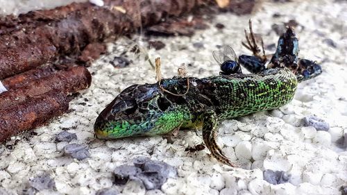 High angle view of caterpillar on rock