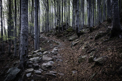 View of trees in forest