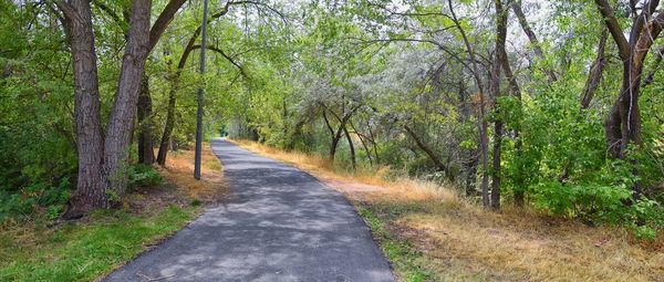 Road amidst trees in forest