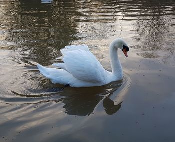 Close-up of swan swimming in lake