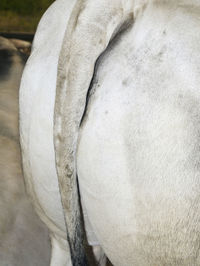 Close-up of horse