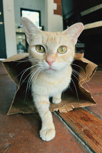 Close-up of beautiful cat getting out of a bag 