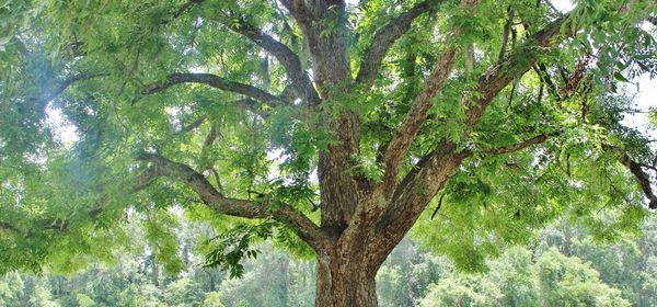 Low angle view of trees in forest