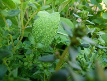 Close-up of plant