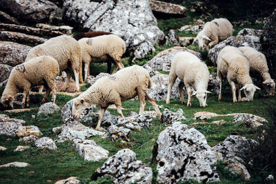 Sheep grazing on rocky landscape