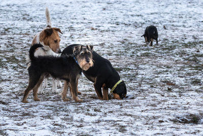 Dog running on snow covered landscape