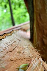 Close-up of tree stump in forest