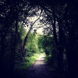 Dirt road passing through forest