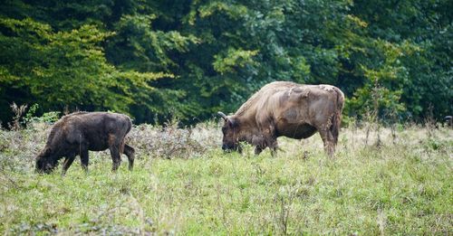 European bison grazing on field