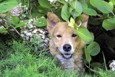 Portrait of dog on grass