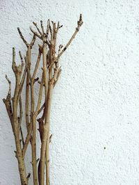 Close-up view of tree