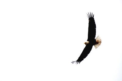 Low angle view of eagle flying against clear sky
