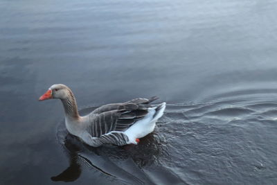 High angle view of duck swimming in lake