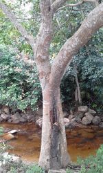 Tree trunk against rock