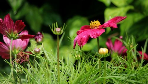 Close-up of pink flowers blooming in field