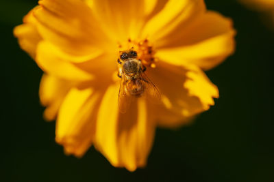 Close-up of bee pollinating on yellow flower