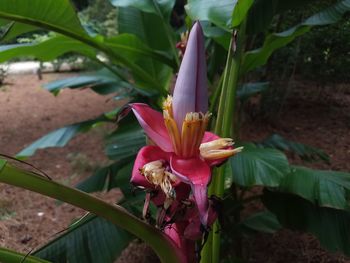 Close-up of pink flower