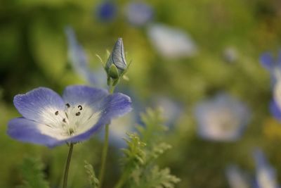 Close-up of honey bee on flower blooming outdoors