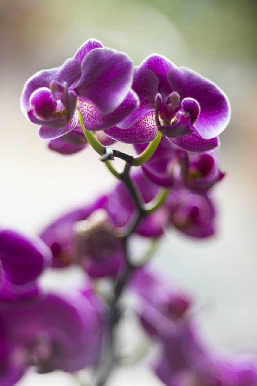 CLOSE-UP OF PURPLE FLOWER