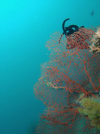 View of coral swimming in sea