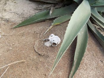 High angle view of animal bone by plant on field