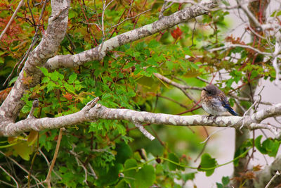 Low angle view of bird perching on branch
