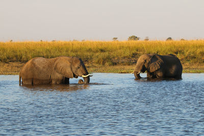 The african bush elephant