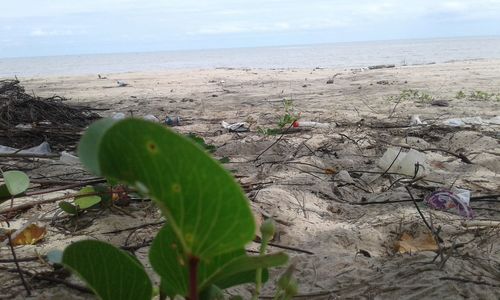 Close-up of leaf on beach against sky