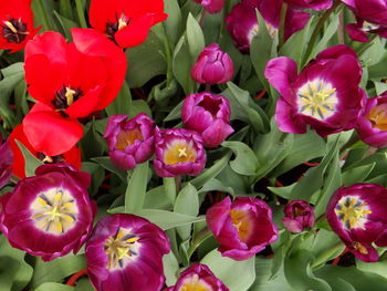 Close-up of pink flowering plants